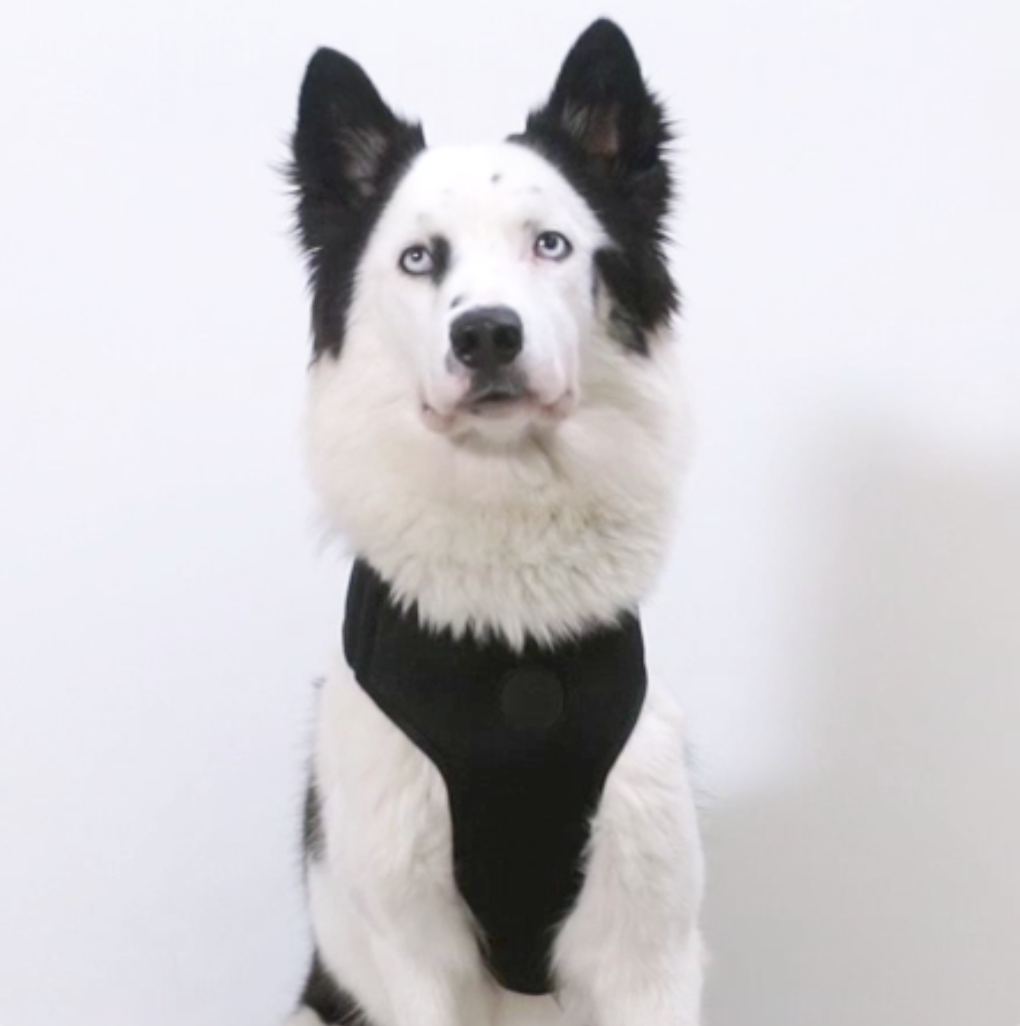 Reebok Suede Adjustable Mesh Harness