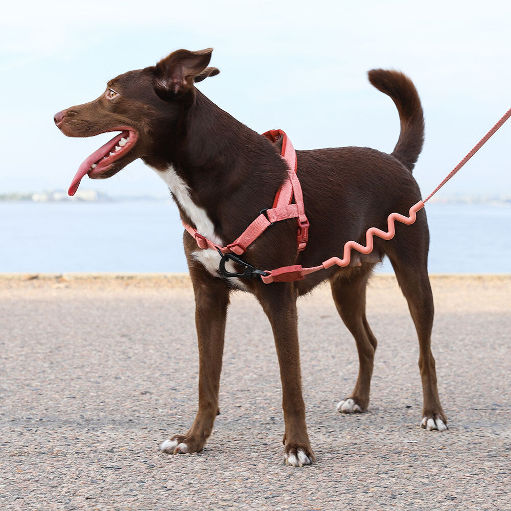 Norwegian Softer-walk Harness Canyon