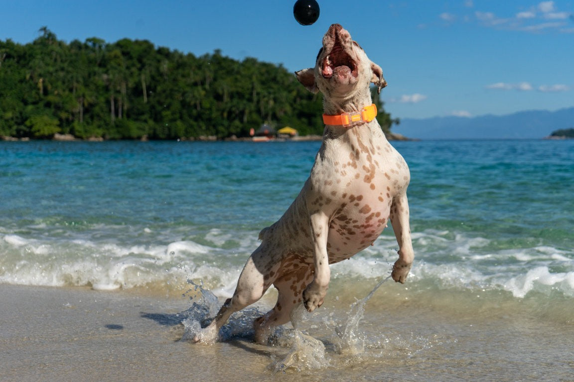 CANNON BALL