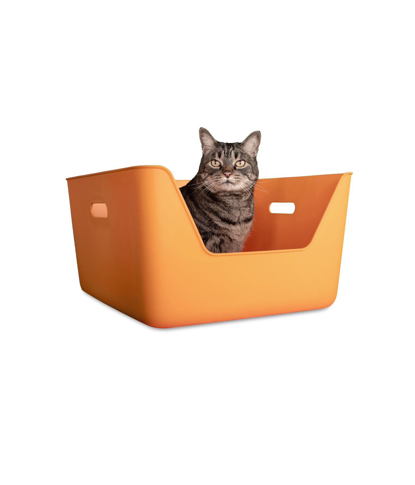 Orange Cat Litter CDSG