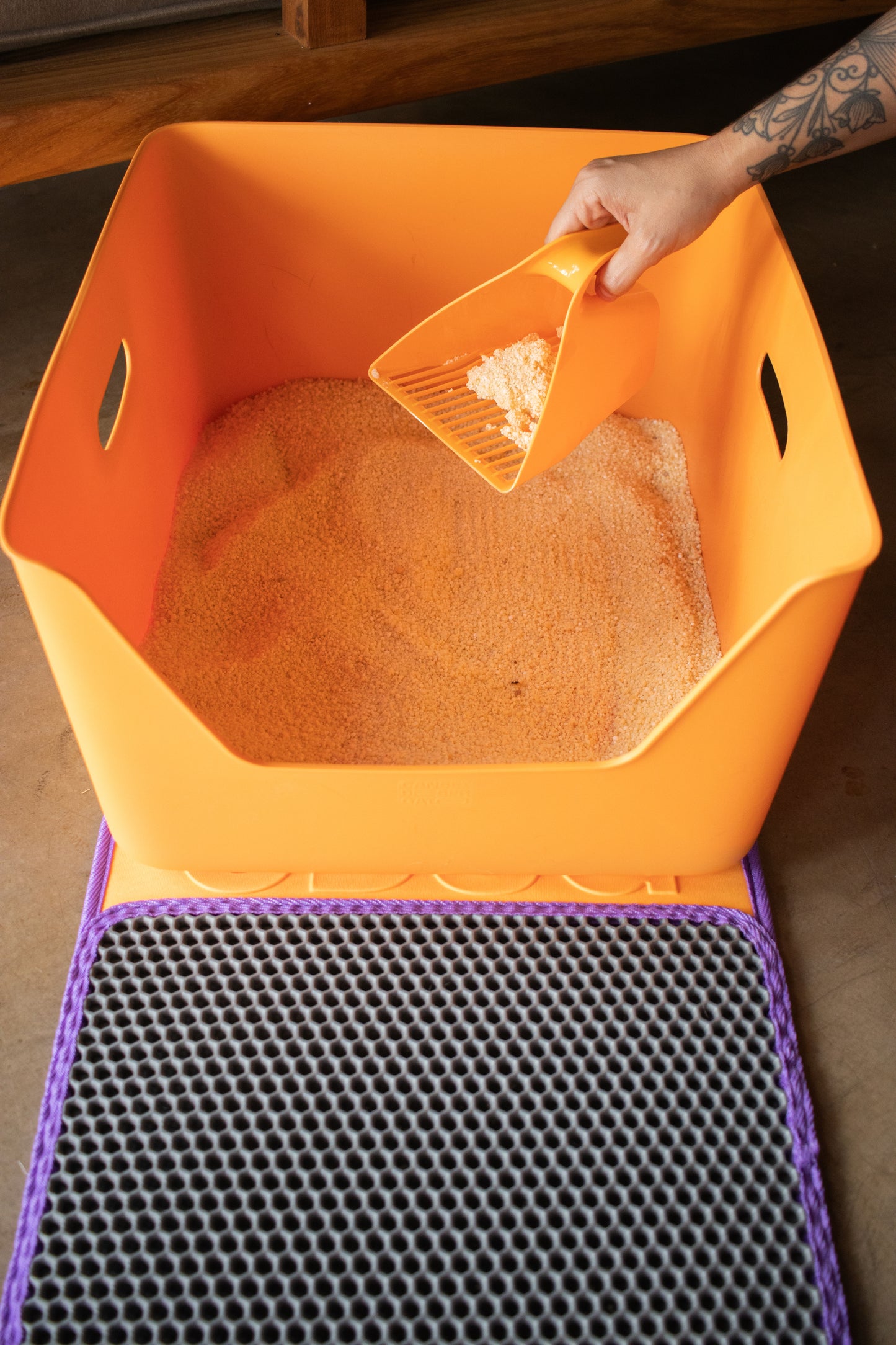 Orange Cat Litter CDSG