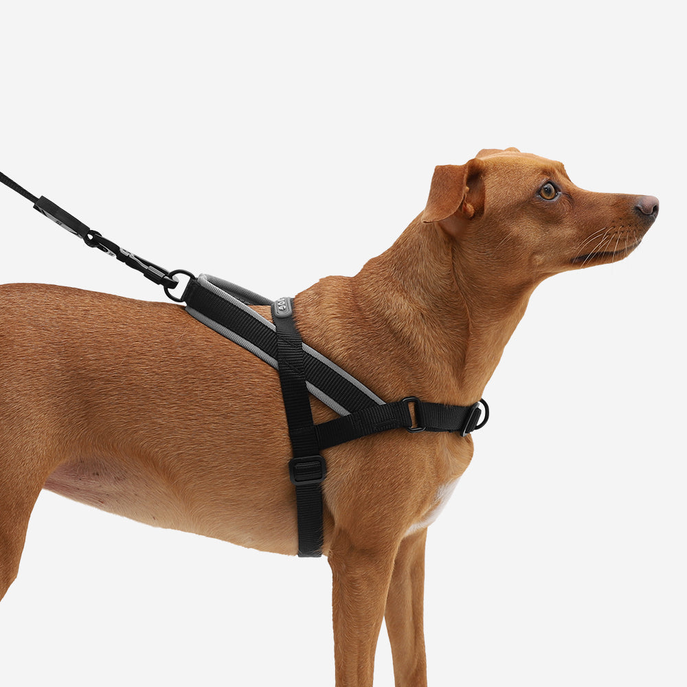 Norwegian Softer-walk Harness Gotham
