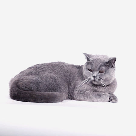 Prisma Cat Harness and Leash Set
