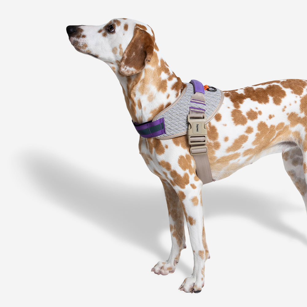 Harness with handle - Flyharness Acg