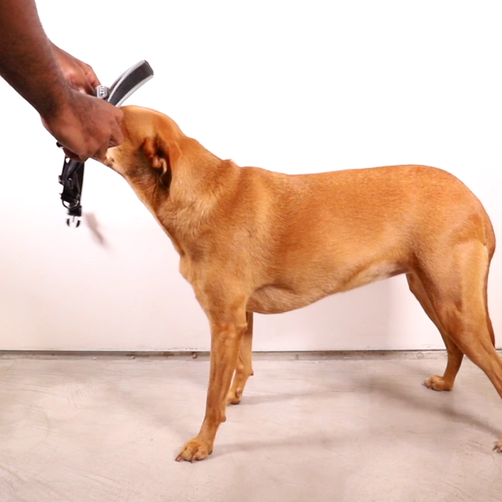 Norwegian Softer-walk Harness Voyage