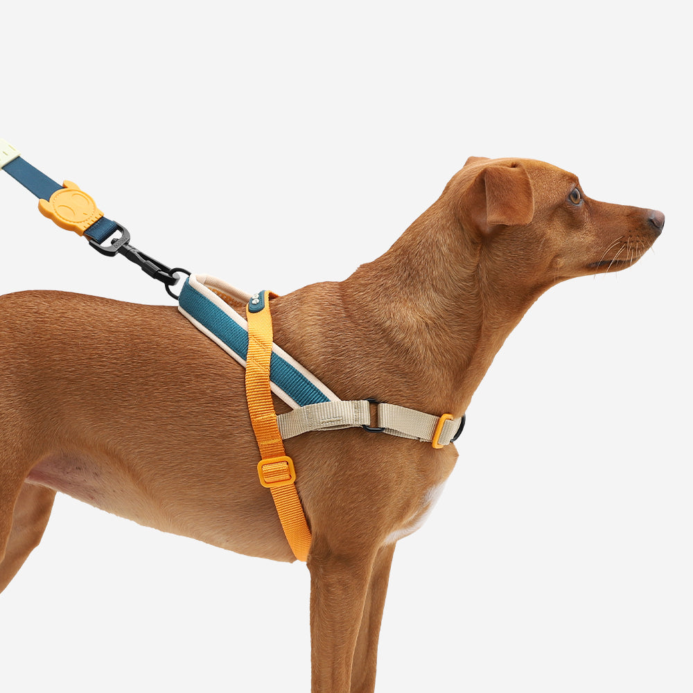 Norwegian Softer-walk Harness Voyage